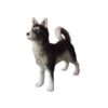 MISC-ZOO-047 | BLACK & WHITE HUSKY