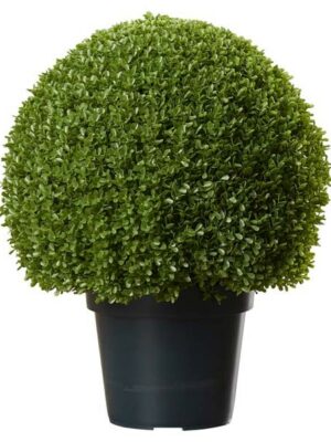 MISC-BA-015 | TOPIARY