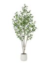 MISC-PLT-2 | 7FT FICUS TREE WITH WHITE PLANTER