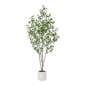 MISC-PLT-2 | 7FT FICUS TREE WITH WHITE PLANTER