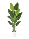 MISC-PLT-21 | 6FT BIRDS OF PARADISE PLANT WITH WHITE PLANTER