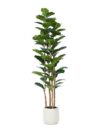 MISC-PLT-22 | 6FT FIDDLE FIG TREE WITH WHITE PLANTER