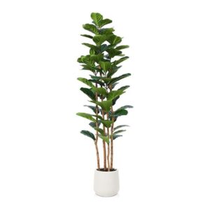 MISC-PLT-23 | 7FT FIDDLE FIG TREE WITH WHITE PLANTER
