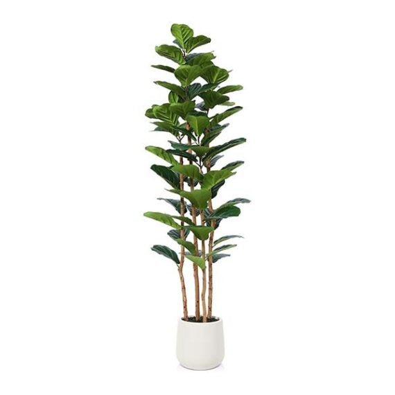 MISC-PLT-22 | 6FT FIDDLE FIG TREE WITH WHITE PLANTER